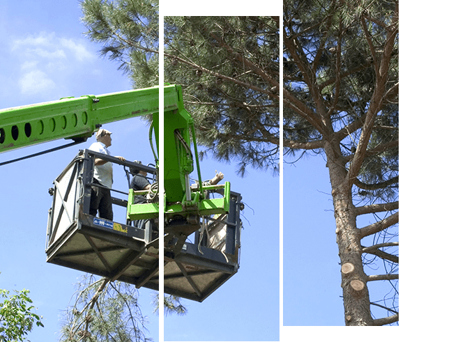 Nacelle Services : élagage & abattage à Vannes (56), Rennes (35) & Nantes (44)